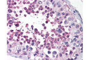 Anti-LRRC1 / LANO antibody IHC of human testis. (LRRC1 anticorps  (C-Term))