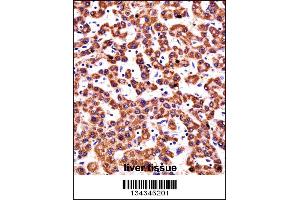 CYP2D6 Antibody immunohistochemistry analysis in formalin fixed and paraffin embedded human liver tissue followed by peroxidase conjugation of the secondary antibody and DAB staining.