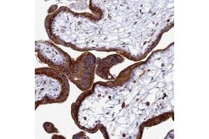 Immunohistochemical staining of human placenta with SPNS1 polyclonal antibody  shows strong cytoplasmic positivity in trophoblastic cells. (SPNS1/Spinster 1 anticorps)