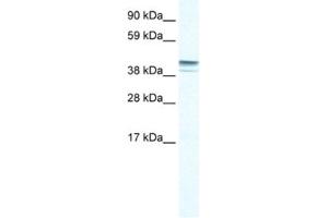 Western Blotting (WB) image for anti-Zinc Finger Protein 627 (ZNF627) antibody (ABIN2461057) (ZNF627 anticorps)