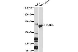 Western blot analysis of extracts of various cell lines, using TONSL antibody (ABIN6293687) at 1:3000 dilution. (NFKBIL2 anticorps)