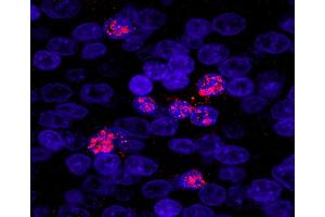 Immunofluorescence (IF) image for anti-Zinc Fingers and Homeoboxes 3 (ZHX3) (AA 150-200) antibody (ABIN7449040) (ZHX3 anticorps  (AA 150-200))