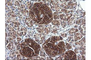 Image no. 1 for anti-Cytochrome C Oxidase Subunit VIc (COX6C) antibody (ABIN1497586)