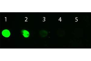 Dot Blot of Donkey IgG Whole Molecule Fluorescein Conjugated. (Âne IgG isotype control (FITC))