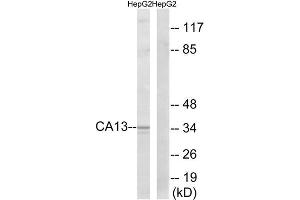 Western Blotting (WB) image for anti-Carbonic Anhydrase XIII (CA13) (Internal Region) antibody (ABIN1851002) (CA13 anticorps  (Internal Region))