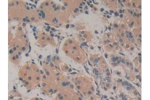 Detection of AREG in Human Stomach Tissue using Monoclonal Antibody to Amphiregulin (AREG)