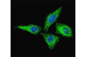 Fluorescent confocal image of HeLa cells stained with anti-Alkaline Phosphatase antibody at 1:100.