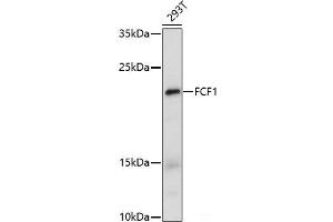 Western blot analysis of extracts of 293T cells using FCF1 Polyclonal Antibody at dilution of 1:1000. (FCF1 anticorps)