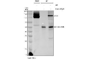 Immunoprecipitating (IP) CRM1 in Hela whole cell lysate. (XPO1 anticorps  (AA 966-1071))