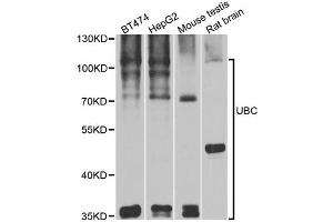 Western blot analysis of extracts of various cell lines, using UBC antibody. (UBC anticorps)
