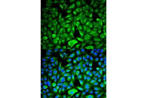 Immunofluorescence analysis of HeLa cells using PEBP1 antibody. (PEBP1 anticorps)