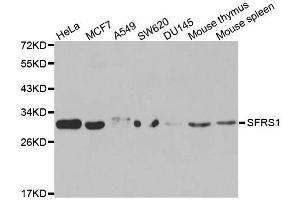 Western blot analysis of extracts of various cell lines, using SRSF1 antibody.