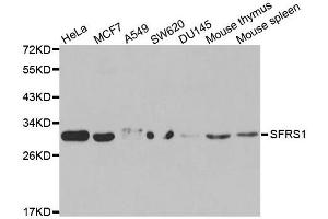 Western blot analysis of extracts of various cell lines, using SRSF1 antibody. (SRSF1 anticorps  (pSer1))