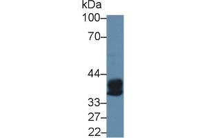 Western blot analysis of Rat Bone marrow lysate, using Human CPA3 Antibody (5 µg/ml) and HRP-conjugated Goat Anti-Rabbit antibody (