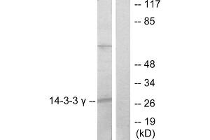 Western blot analysis of extracts from K562 cells, treated with insulin (0. (14-3-3 gamma anticorps  (Internal Region))