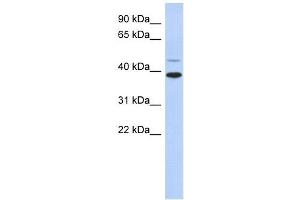 RNF121 antibody used at 1 ug/ml to detect target protein. (RNF121 anticorps  (Middle Region))