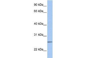 WB Suggested Anti-UBE2C Antibody Titration:  0. (UBE2C anticorps  (Middle Region))