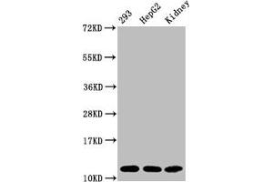 Western Blot Positive WB detected in:293 whole cell lysate, HepG2 whole cell lysate, Mouse kidney tissue All lanes:Acetyl-Histone H4 (K16) antibody at 1. (Recombinant HIST1H4A anticorps  (acLys16))