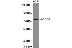 Western blot analysis of extracts of A549 cell lines, using ABCG8 antibody.