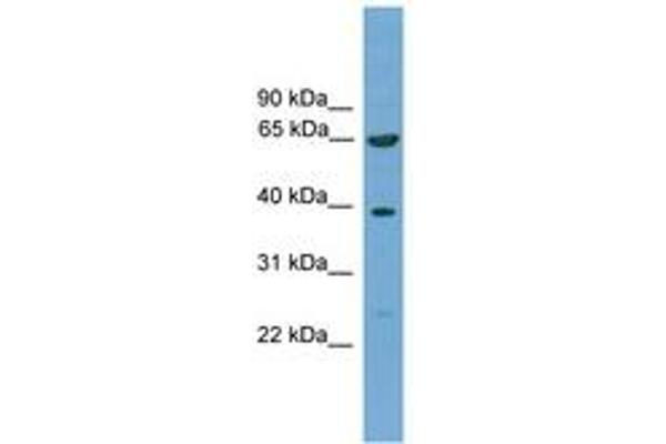 KLHL20 antibody  (AA 481-530)