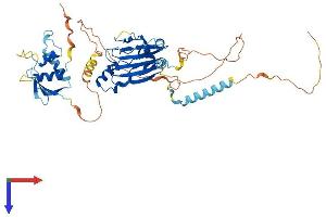 AlphaFold protein structure predicition of Mouse Recombinant Irf5 Protein, UniprotID P56477