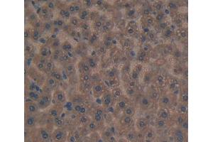 IHC-P analysis of Mouse Tissue, with DAB staining. (APOC3 anticorps  (AA 21-99))