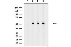 Western blot analysis of lysates from various samples, using p53 Monocloanl Antibody.