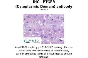 Image no. 1 for anti-Prostaglandin F Receptor (FP) (PTGFR) (2nd Cytoplasmic Domain) antibody (ABIN1738571) (PTGFR anticorps  (2nd Cytoplasmic Domain))