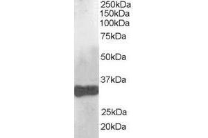 ABIN184791 (1µg/ml) staining of human liver lysate (35µg protein in RIPA buffer). (CLDN14 anticorps  (C-Term))