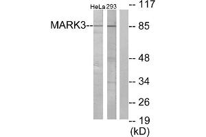 Western blot analysis of extracts from HeLa cells and 293 cells, using MARK3 antibody. (MARK3 anticorps  (N-Term))