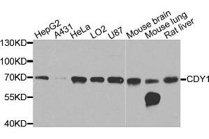 Western blot analysis of extracts of various cell lines, using CDY1 antibody (ABIN6003586) at 1/1000 dilution. (CDY1 anticorps)