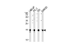 anti-Transcription Elongation Factor A (SII)-Like 1 (TCEAL1) (AA 1-30), (N-Term) antibody