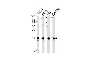 TCEAL1 Antibody (N-term) (ABIN1538827 and ABIN2849096) western blot analysis in LNCaP,PC-3,RD,S cell line lysates (35 μg/lane). (TCEAL1 anticorps  (N-Term))