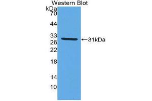 Western Blotting (WB) image for anti-Myxovirus Resistance Protein 1 (MX1) (AA 68-303) antibody (ABIN1980468) (MX1 anticorps  (AA 68-303))