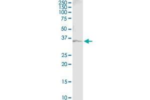 Immunoprecipitation of GAPDH transfected lysate using anti-GAPDH monoclonal antibody and Protein A Magnetic Bead , and immunoblotted with GAPDH MaxPab rabbit polyclonal antibody.
