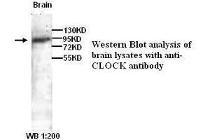 Image no. 1 for anti-Clock Homolog (Mouse) (CLOCK) antibody (ABIN790960) (CLOCK anticorps)