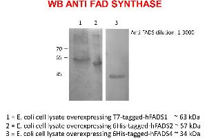 Western Blotting (WB) image for anti-FAD Synthetase antibody (ABIN5714637) (FAD Synthetase anticorps)