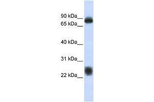 WB Suggested Anti-TSPAN8 Antibody Titration:  0.
