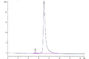 The purity of Human IL-22R alpha 1 is greater than 95 % as determined by SEC-HPLC.