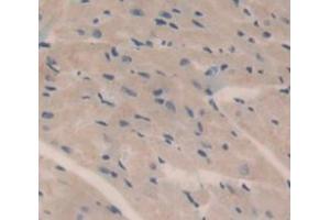 IHC-P analysis of Kidney tissue, with DAB staining. (HMCN1 anticorps  (AA 22-153))