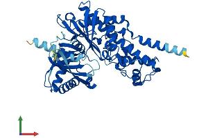 AlphaFold protein structure predicition of Mouse Recombinant Gck Protein, UniprotID P52792