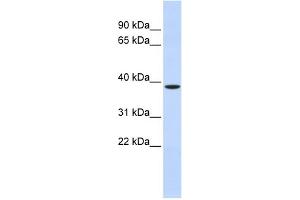 WB Suggested Anti-ZFPL1 Antibody Titration: 0. (ZFPL1 anticorps  (Middle Region))