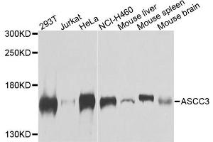 Western blot analysis of extracts of various cells, using ASCC3 antibody. (ASCC3 anticorps)