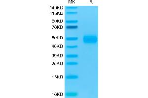 Biotinylated Human CD47 on Tris-Bis PAGE under reduced condition. (CD47 Protein (CD47) (AA 19-139) (His-Avi Tag,Biotin))