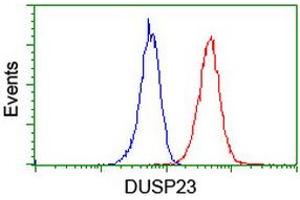 Image no. 12 for anti-Dual Specificity Phosphatase 23 (DUSP23) antibody (ABIN1497930) (DUSP23 anticorps)