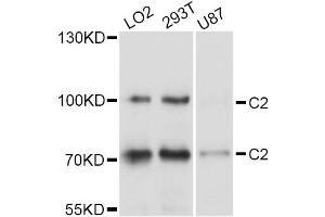 Western blot analysis of extracts of various cell lines, using C2 Antibody (ABIN5997334) at 1/1000 dilution. (Complement C2 anticorps)