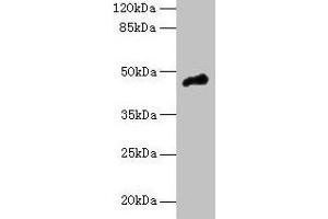 Western blot All lanes: CASQ1 antibody at 5 μg/mL + Mouse brain tissue Secondary Goat polyclonal to rabbit IgG at 1/10000 dilution Predicted band size: 46 kDa Observed band size: 46 kDa (Calsequestrin anticorps  (AA 127-396))