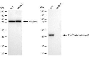 Western blotting analysis using Exo/endonuclease G antibody (ABIN7798438). (Recombinant EXOG anticorps)