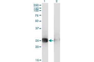 Western Blot analysis of MSC expression in transfected 293T cell line by MSC monoclonal antibody (M05), clone 4D7. (Musculin anticorps  (AA 1-100))