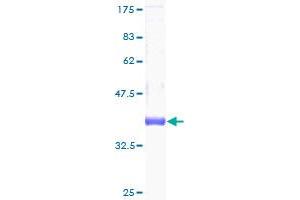 Image no. 1 for Cleavage Stimulation Factor, 3' Pre-RNA, Subunit 3, 77kDa (CSTF3) (AA 1-103) protein (GST tag) (ABIN1350613)